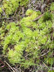 Sphagnum compactum