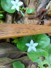 Geophila