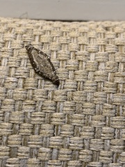 Phereoeca