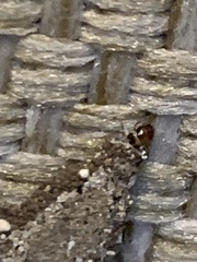 Phereoeca