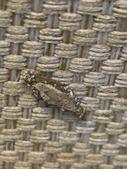 Phereoeca