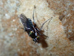 Tachytrechus flabellifer