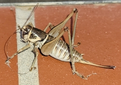 Pediodectes stevensonii