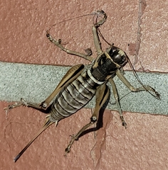 Pediodectes stevensonii