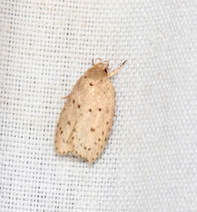 Brachynemata restricta