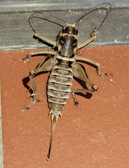 Pediodectes stevensonii