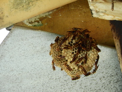 Polistinae