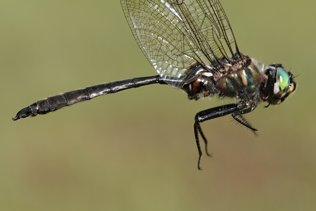 Whitehouse's Emerald