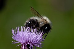 Bombus