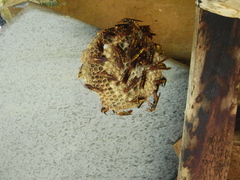 Polistinae