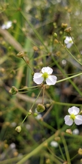 Alisma plantago-aquatica