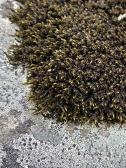 Racomitrium venustum