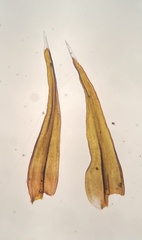 Racomitrium venustum