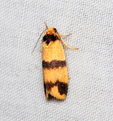 Stenoscaptia venusta