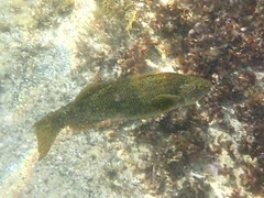 Olisthops cyanomelas