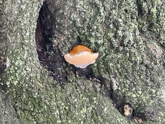 Ganoderma