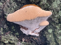 Ganoderma