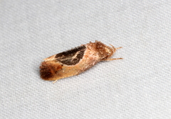 Hoplomorpha abalienella