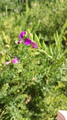 Polygala myrtifolia