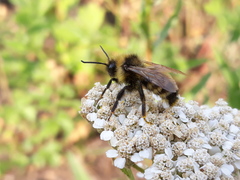 Bombus insularis
