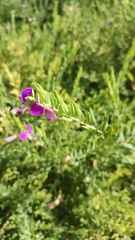 Polygala myrtifolia