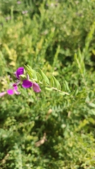 Polygala myrtifolia