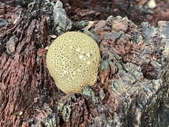 Scleroderma citrinum