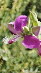 Polygala myrtifolia