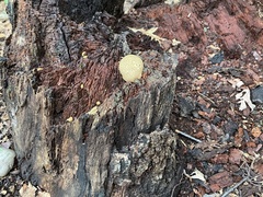 Scleroderma citrinum