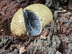 Scleroderma citrinum