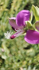 Polygala myrtifolia