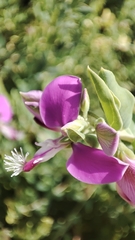 Polygala myrtifolia