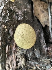 Scleroderma citrinum