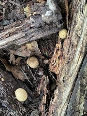 Scleroderma citrinum