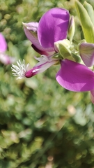 Polygala myrtifolia