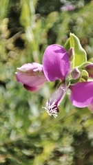 Polygala myrtifolia