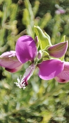 Polygala myrtifolia