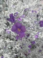 Leucophyllum candidum