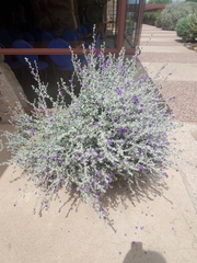 Leucophyllum candidum