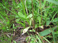 Valerianella longiflora