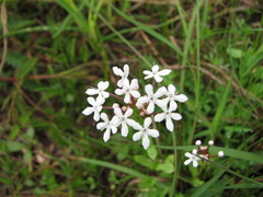 Valerianella longiflora