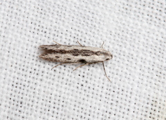 Thiotricha anticentra