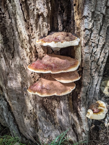 Ganoderma resinaceum