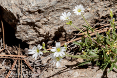 Cerastium nutans
