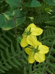 Lysimachia quadriflora