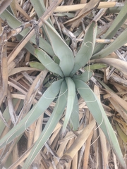 Yucca baccata baccata