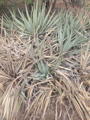 Yucca baccata baccata