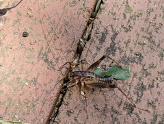 Ceuthophilus mississippi