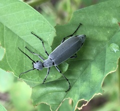 Epicauta floridensis
