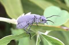 Epicauta floridensis